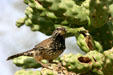 Cactus wren. Phoenix, AZ.