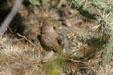 Curve-billed thrasher. Phoenix, AZ.