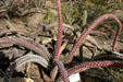 Octopus Cactus in Desert Botanical Garden. Phoenix, AZ.