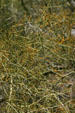 Foothill Palo Verde tree at Desert Botanical Garden. Phoenix, AZ.