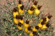 Cactus at San Xavier del Bac Mission Church. Tucson, AZ