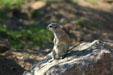 Ground squirrel at San Xavier del Bac Mission. Tucson, AZ.