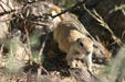 Ground squirrel at San Xavier del Bac Mission. Tucson, AZ.