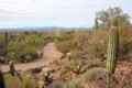 Walking path through Sonoran Desert Museum. Tucson, AZ.