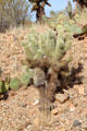 Cholla cactus at Sonoran Desert Museum. Tucson, AZ.