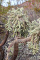 Cholla cactus at Sonoran Desert Museum. Tucson, AZ.