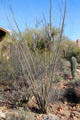 Ocotillo a thorned cactus with canes used to create living fences at Sonoran Desert Museum. Tucson, AZ.