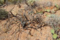 Cholla cactus dies to open lattice skeleton at Sonoran Desert Museum. Tucson, AZ.