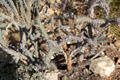 Cholla cactus dies to open lattice skeleton at Sonoran Desert Museum. Tucson, AZ.