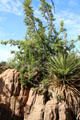 Plants of mountain island ecosystems existing at high altitudes surrounded by Sonoran desert expanses at Sonoran Desert Museum. Tucson, AZ.