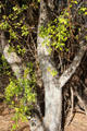 Alligator juniper at Sonoran Desert Museum. Tucson, AZ.