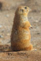 Black-tailed Prairie Dog at Sonoran Desert Museum. Tucson, AZ.