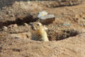 Black-tailed Prairie Dog at Sonoran Desert Museum. Tucson, AZ.