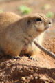 Black-tailed Prairie Dog at Sonoran Desert Museum. Tucson, AZ