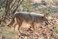 Coyotes at Sonoran Desert Museum. Tucson, AZ.