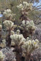 Jumping Cholla at Sonoran Desert Museum. Tucson, AZ.