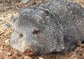 Javelina at Sonoran Desert Museum. Tucson, AZ