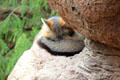 Gray fox at Sonoran Desert Museum. Tucson, AZ.