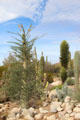 Boojum succulant at Sonoran Desert Museum. Tucson, AZ.