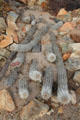 Creeping devil cactus at Sonoran Desert Museum. Tucson, AZ.