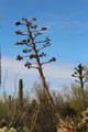 Maguey at Sonoran Desert Museum. Tucson, AZ.