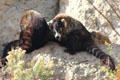White-nosed Coatis at Sonoran Desert Museum. Tucson, AZ.