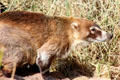 White-nosed Coati at Sonoran Desert Museum. Tucson, AZ.