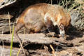 White-nosed Coati at Sonoran Desert Museum. Tucson, AZ.