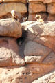 Desert Bighorn sheep at Sonoran Desert Museum. Tucson, AZ.