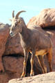 Female Desert Bighorn sheep at Sonoran Desert Museum. Tucson, AZ.