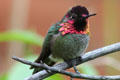Anna's Hummingbird at Sonoran Desert Museum. Tucson, AZ.