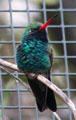 Broad-billed Hummingbird at Sonoran Desert Museum. Tucson, AZ.