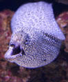 Jewel moray eel in aquarium at Sonoran Desert Museum. Tucson, AZ.