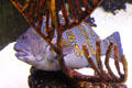 Giant hawkfish in aquarium at Sonoran Desert Museum. Tucson, AZ.