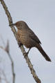 Curve-billed Thrasher in Sonoran Desert. Tucson, AZ.