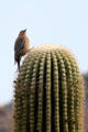 Gila woodpecker in Sonoran Desert. Tucson, AZ.