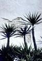 San Diego Mission details of adobe wall with cactus silhouettes. San Diego, CA.