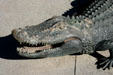 Head of alligator by Craig T. Ustler. Orlando, FL