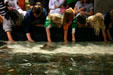 Kids pet stingrays at Georgia Aquarium. Atlanta, GA.