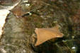 Stingray at Georgia Aquarium. Atlanta, GA.