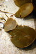 Horseshoe crabs at Georgia Aquarium. Atlanta, GA.