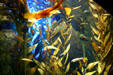 Kelp in Georgia Aquarium. Atlanta, GA.
