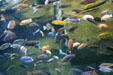 African Cichlids collection at Georgia Aquarium. Atlanta, GA.