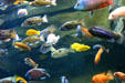 African Cichlids collection at Georgia Aquarium. Atlanta, GA.