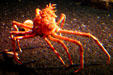 Crab at Georgia Aquarium. Atlanta, GA.
