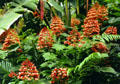 Flowering tree at Hawaiian Tropical Botanical Gardens, west of Hilo. Big Island of Hawaii, HI.