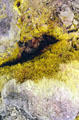 Sulfur crystals in Volcanoes National Park. Big Island of Hawaii, HI.
