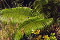 Tree fern forest in Volcanoes National Park. Big Island of Hawaii, HI.