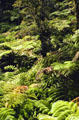 Tree fern forest in Volcanoes National Park. Big Island of Hawaii, HI.