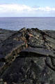 Buckled lava on sea in Volcanoes National Park. Big Island of Hawaii, HI.
